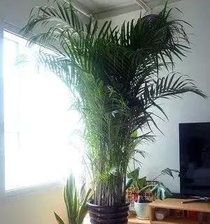 凤尾竹喜水吗？它属于喜水植物吗？