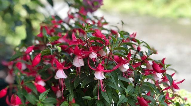 倒挂金钟老桩怎么养?养殖和养护中常见的问题有哪些? 倒挂金钟老桩怎么养?养殖和养护中常见的问题有哪些?