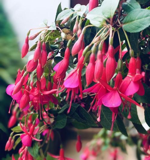 倒挂金钟老桩怎么养?养殖和养护中常见的问题有哪些? 倒挂金钟老桩怎么养?养殖和养护中常见的问题有哪些?