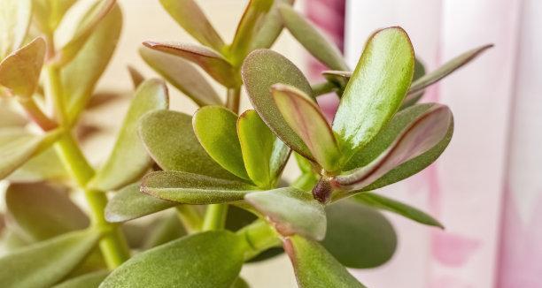 属羊人适合养什么花？有哪些花卉对属羊人有益？