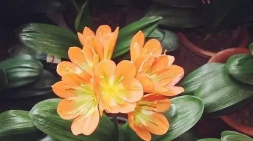 属羊人适合养什么花？有哪些花卉对属羊人有益？