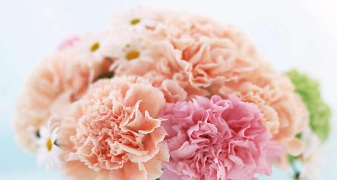 康乃馨的象征意义（花开希望）