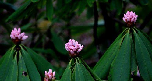 属羊人适合养什么花？有哪些花卉对属羊人有益？