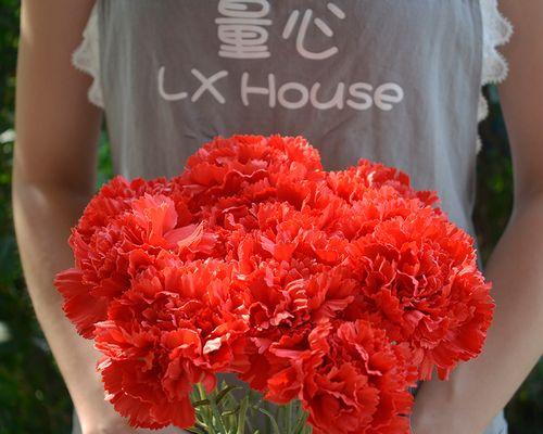 康乃馨的象征意义（花开希望）