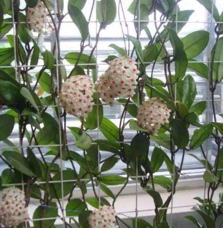 球兰修剪技巧有哪些?如何修剪才能更美观? 球兰修剪技巧有哪些?如何修剪才能更美观?