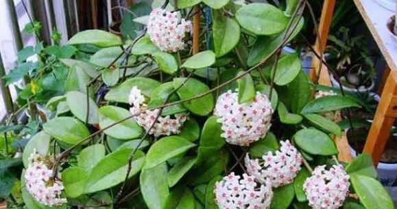 球兰修剪技巧有哪些?如何修剪才能更美观? 球兰修剪技巧有哪些?如何修剪才能更美观?