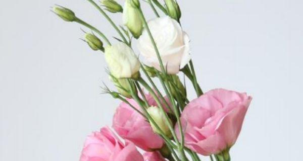 洋桔梗花语之美（探寻洋桔梗花语的深层含义）