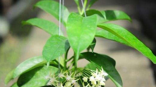 球兰修剪技巧有哪些?如何修剪才能更美观? 球兰修剪技巧有哪些?如何修剪才能更美观?