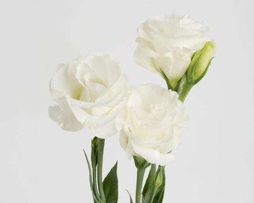 洋桔梗花语之美（探寻洋桔梗花语的深层含义）