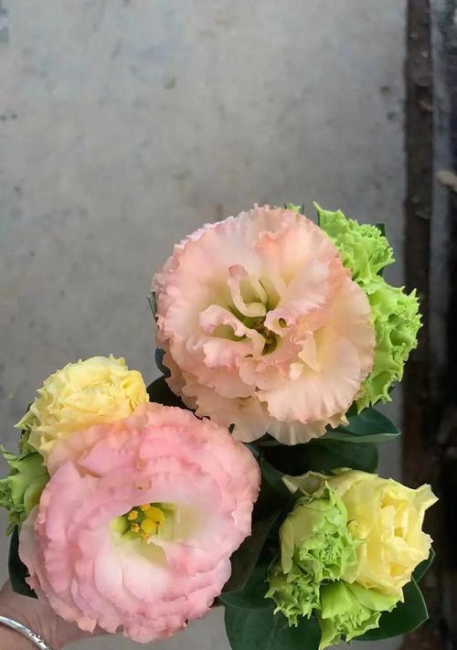 洋桔梗花语之美（探寻洋桔梗花语的深层含义）