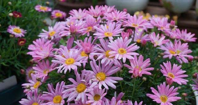 玛格丽特花怎么养？养殖过程中需要注意哪些问题？