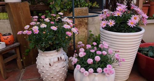 玛格丽特花怎么养？养殖过程中需要注意哪些问题？