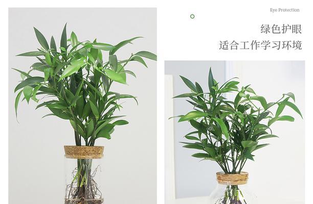 水培竹柏怎么养？养殖过程中需要注意哪些问题？