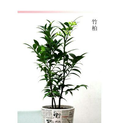 水培竹柏怎么养？养殖过程中需要注意哪些问题？