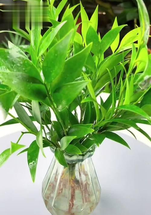 水培竹柏怎么养？养殖过程中需要注意哪些问题？