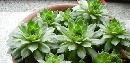 观音莲夏季养护技巧有哪些?如何应对高温问题? 观音莲夏季养护技巧有哪些?如何应对高温问题?