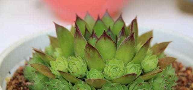 观音莲夏季养护技巧有哪些?如何应对高温问题? 观音莲夏季养护技巧有哪些?如何应对高温问题?