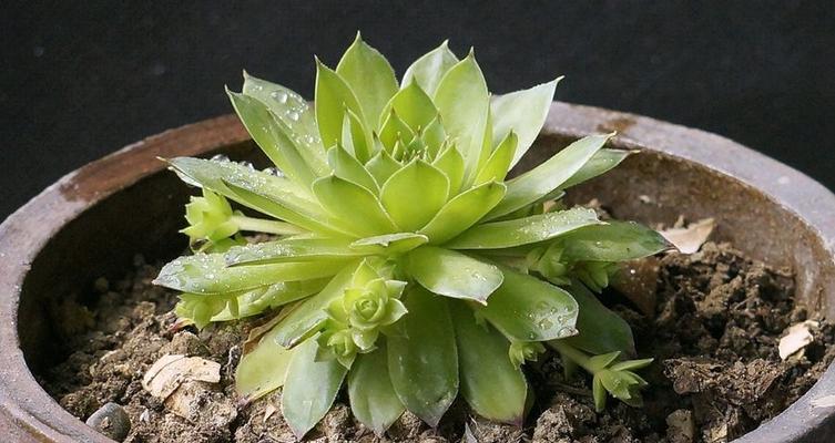 观音莲夏季养护技巧有哪些?如何应对高温问题? 观音莲夏季养护技巧有哪些?如何应对高温问题?