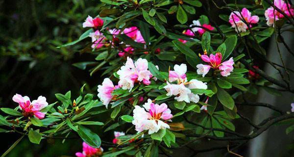 杜鹃花的花语与寓意（杜鹃花花语的深层解读）