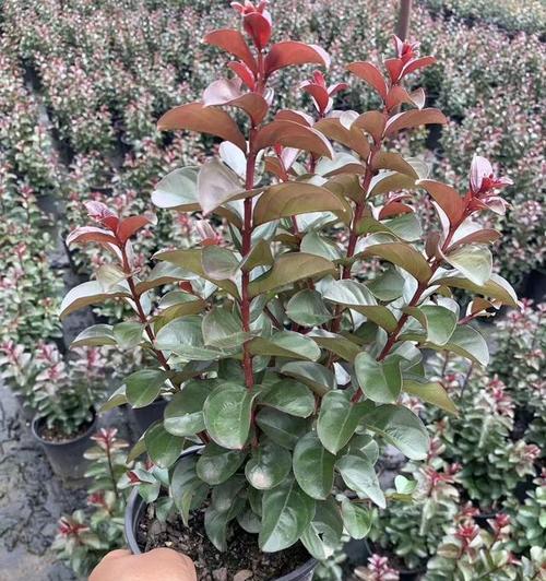 木本花卉有哪些种类？如何区分和养护？