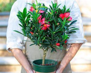 木本花卉有哪些种类？如何区分和养护？