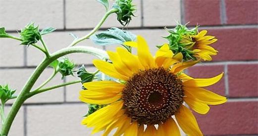 向日葵（向日葵的美丽与寓意）