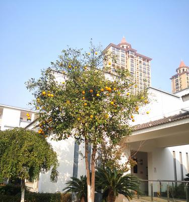 香橼树种植的最佳季节是什么时候?春季还是秋季? 香橼树种植的最佳季节是什么时候?春季还是秋季?