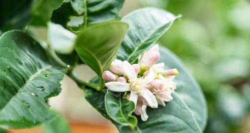 香橼树种植的最佳季节是什么时候?春季还是秋季? 香橼树种植的最佳季节是什么时候?春季还是秋季?