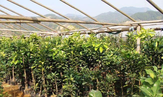 香橼树种植的最佳季节是什么时候?春季还是秋季? 香橼树种植的最佳季节是什么时候?春季还是秋季?