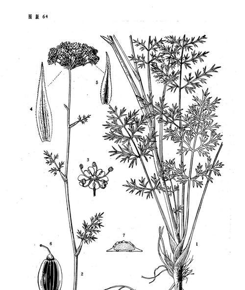 前胡留种子的最佳方法是什么?种子收集步骤有哪些? 前胡留种子的最佳方法是什么?种子收集步骤有哪些?