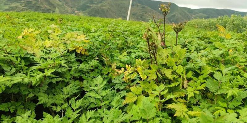 前胡留种子的最佳方法是什么?种子收集步骤有哪些? 前胡留种子的最佳方法是什么?种子收集步骤有哪些?