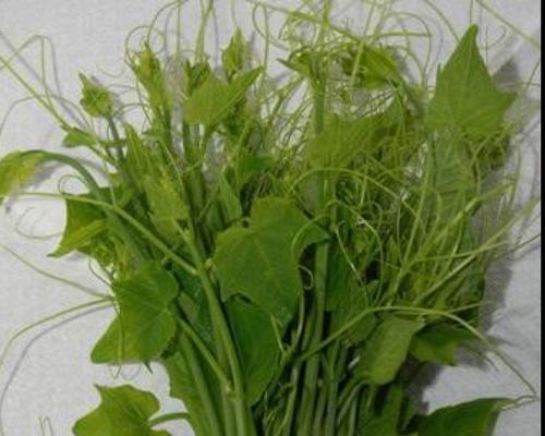 龙须菜生长在哪里？了解其自然栖息地和种植条件