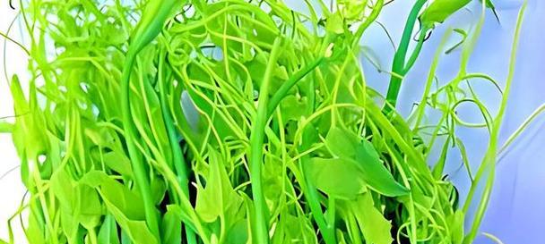 龙须菜生长在哪里？了解其自然栖息地和种植条件