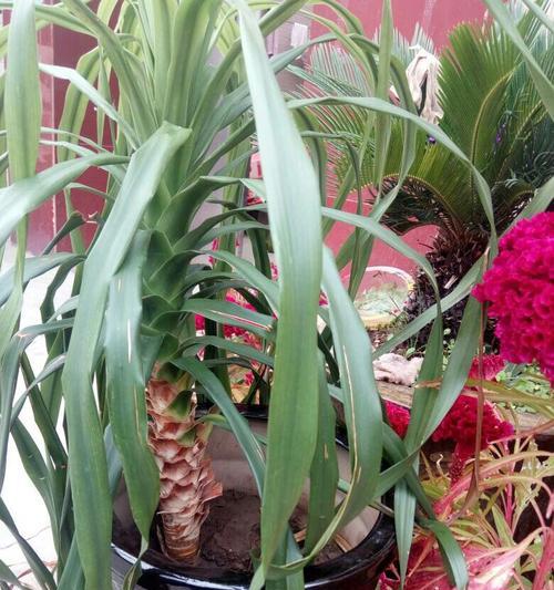 龙须菜生长在哪里？了解其自然栖息地和种植条件