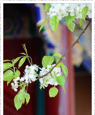 银杏花（秋意渐浓）