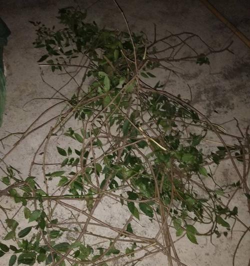 罗汉果炭疽病是怎么引起的？有效治疗方法有哪些？