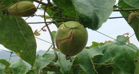 罗汉果炭疽病是怎么引起的？有效治疗方法有哪些？