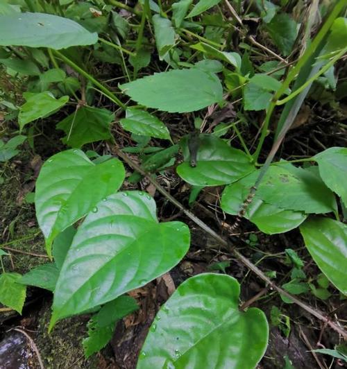 罗汉果炭疽病是怎么引起的？有效治疗方法有哪些？