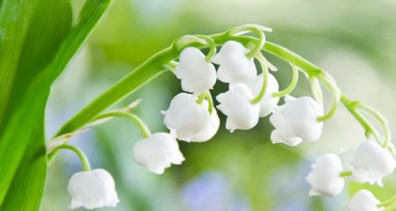 花开时节，纯洁之爱（以花为媒）