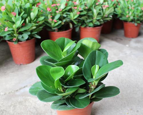 碧玉的寓意和象征风水是什么？如何在家居中运用？