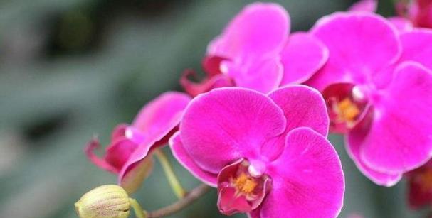 黄蝴蝶兰——花开寓意，美丽前行（黄蝴蝶兰的花语与寓意）