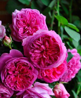 欧月一年开几次花？如何确保花开不断？