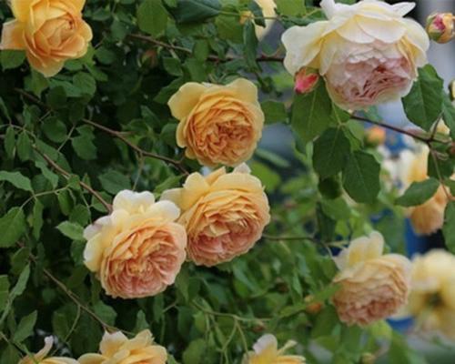 欧月一年开几次花？如何确保花开不断？