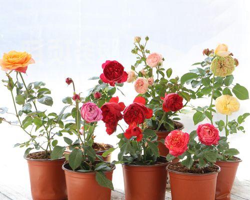 欧月一年开几次花？如何确保花开不断？