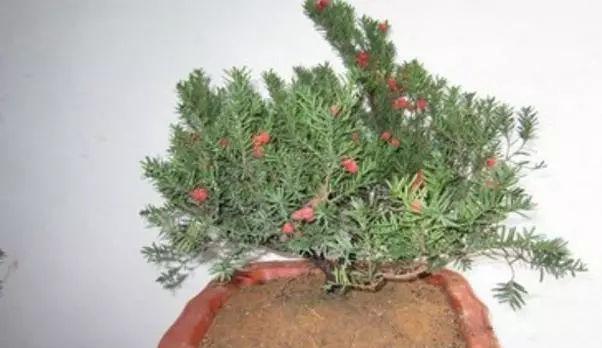 红豆杉浇水时间是什么时候?如何正确进行浇水?