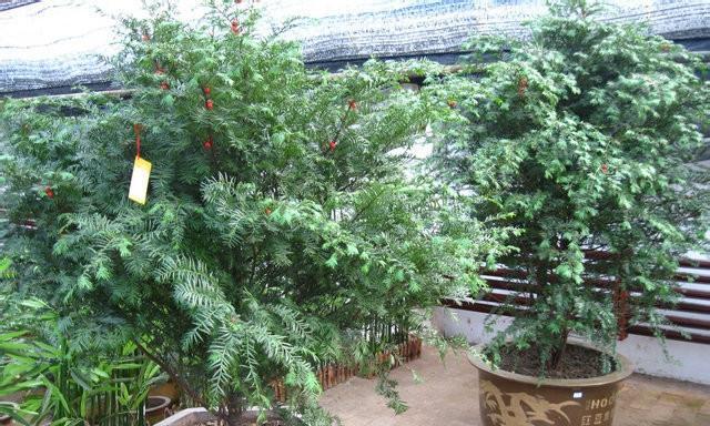 红豆杉浇水时间是什么时候?如何正确进行浇水? 红豆杉浇水时间是什么时候?如何正确进行浇水?