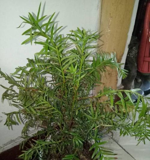 红豆杉浇水时间是什么时候?如何正确进行浇水? 红豆杉浇水时间是什么时候?如何正确进行浇水?