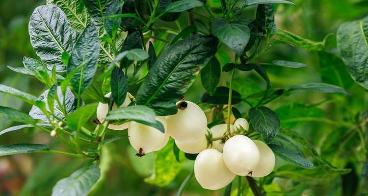 香瓜几月份种植最合适？如何确保高产？