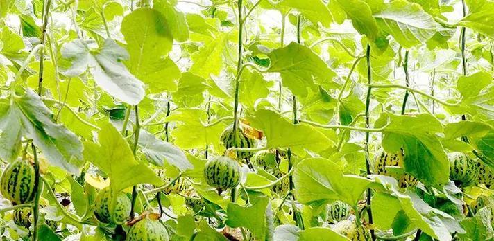 香瓜几月份种植最合适？如何确保高产？