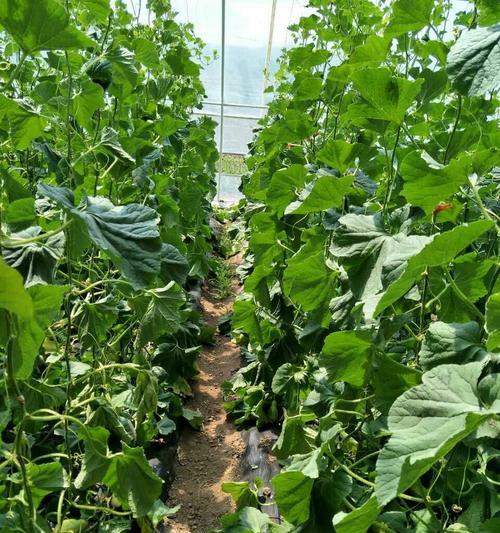香瓜几月份种植最合适？如何确保高产？